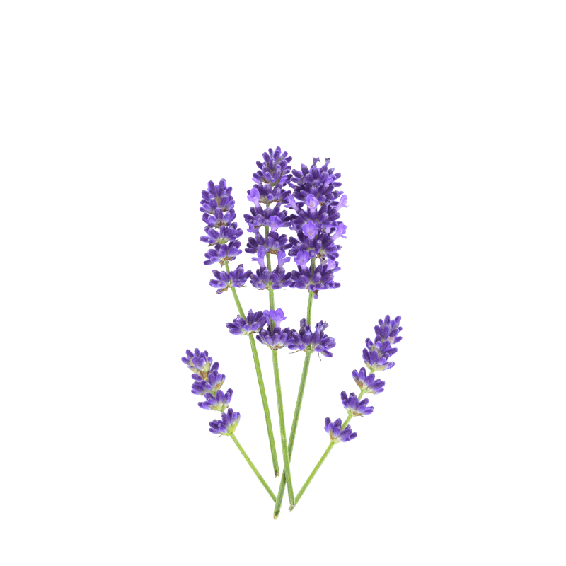 Fragrance for Candles