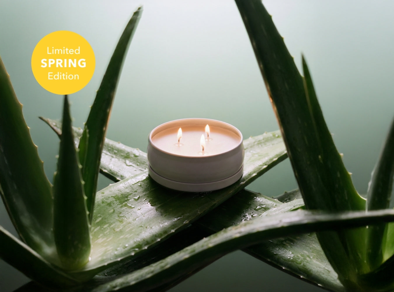 Cucumber Aloe 3-Wick Candle – Grow Fragrance