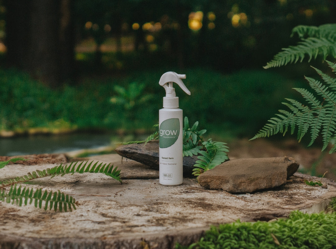 where to buy air fern plants Forest Fern Air + Fabric Spray