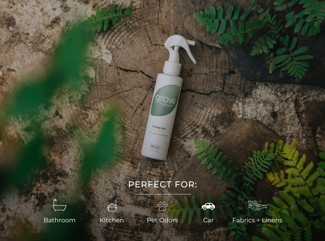 where to buy air fern plants Forest Fern Air + Fabric Spray