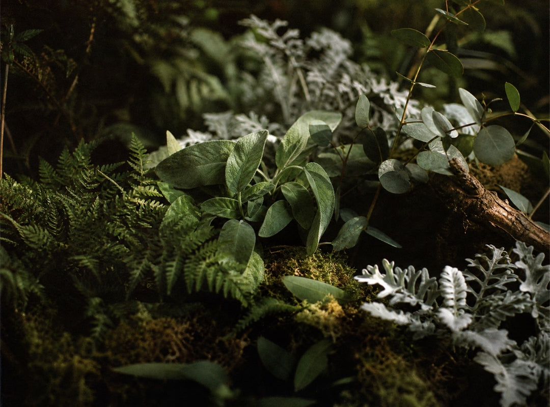 A close-up of lush green foliage with ferns, moss, and silvery-leafed plants in a dark, natural setting. (featured)