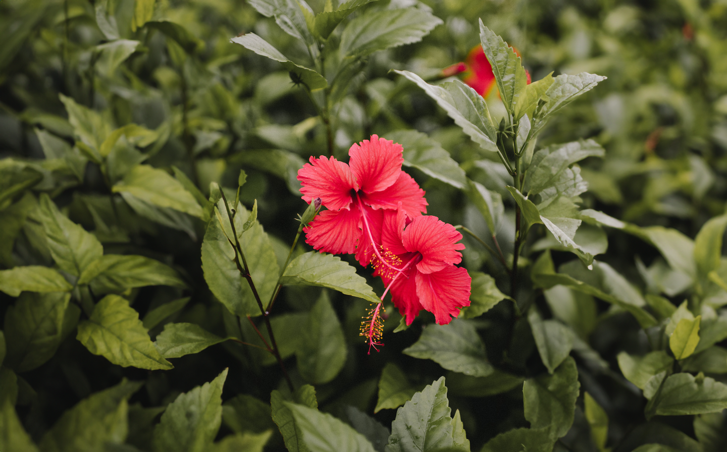 Grow Fragrance 100 PlantBased Room Sprays & Candles